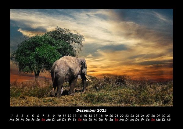Produktbild: Der Elefantenkalender 2025 Fotokalender DIN A3