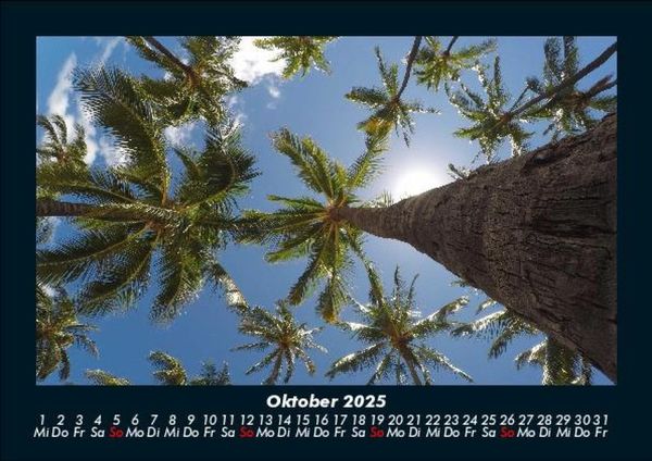 Produktbild: Palmen 2025 Fotokalender DIN A5