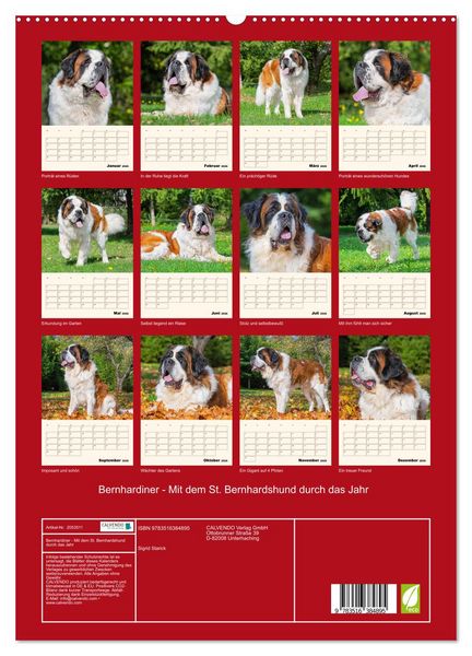 Produktbild: Bernhardiner - Mit dem St. Bernhardshund durch das Jahr (hochwertiger Premium Wandkalender 2026 DIN A2 hoch), Kunstdruck in Hochglanz