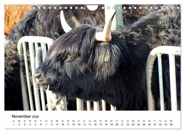 Produktbild: Die Schottischen Hochlandrinder und ihr Nachwuchs (Wandkalender 2026 DIN A4 quer), CALVENDO Monatskalender
