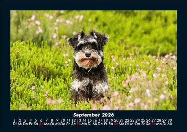 Produktbild: Hundezauber 2026 Fotokalender DIN A5