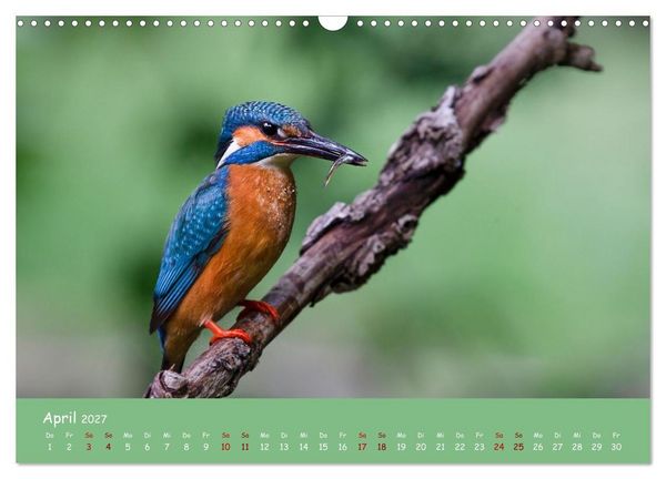Produktbild: Alcedo atthis. Der Eisvogel (Wandkalender 2027 DIN A3 quer), CALVENDO Monatskalender
