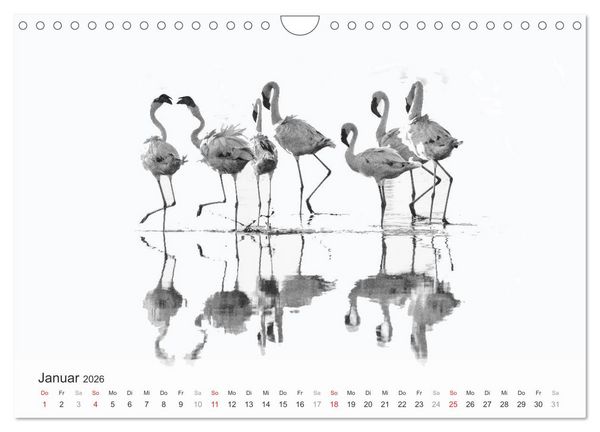 Produktbild: Flamingo Impressionen 2026 (Wandkalender 2026 DIN A4 quer), CALVENDO Monatskalender