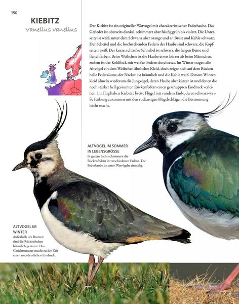 Produktbild: V&ouml;gel lebensgro&szlig;