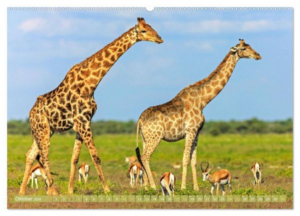 Produktbild: Giraffen: Die afrikanischen Riesen mit Weitblick (hochwertiger Premium Wandkalender 2026 DIN A2 quer), Kunstdruck in Hochglanz