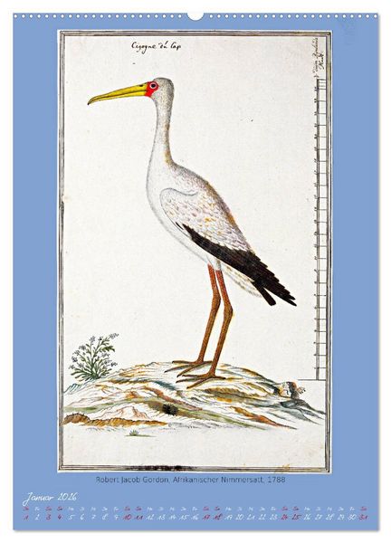 Produktbild: V&ouml;gel des s&uuml;dlichen Afrika (Wandkalender 2026 DIN A2 hoch), CALVENDO Monatskalender