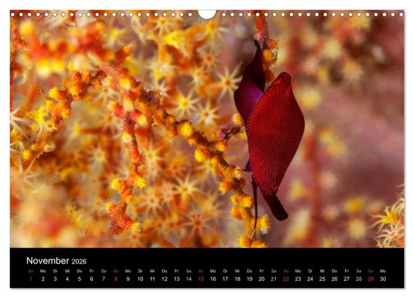 Produktbild: Faszinierendes Leben unter Wasser (Wandkalender 2026 DIN A3 quer), CALVENDO Monatskalender