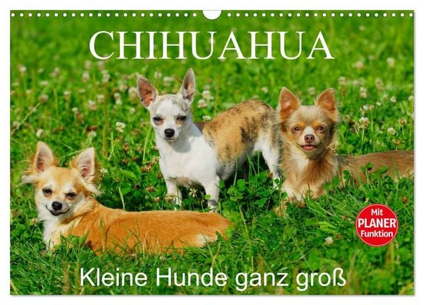 Produktbild: Chihuahua - Kleine Hunde ganz gro&szlig; (Wandkalender 2026 DIN A3 quer), CALVENDO Monatskalender