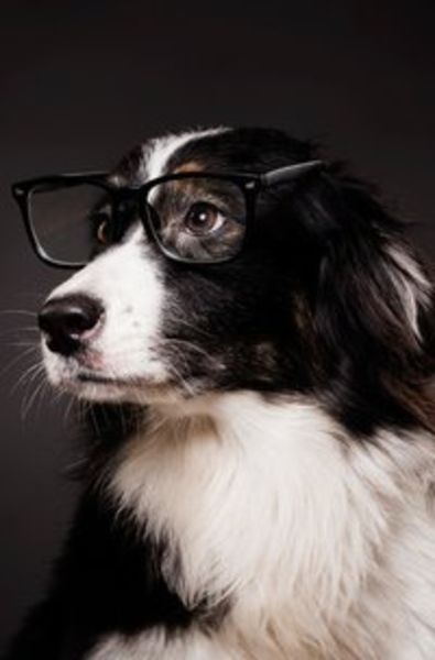 Notizbücher / Süßes Hunde Notizbuch Businessplaner Geschenkidee für Mann Frau und Kind, Taschenbuch von Notizbuch Health, Epubli, 9783752938456