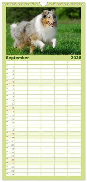 Produktbild: Familienplaner 2026 - Faszination Collie 2026 mit 5 Spalten (Wandkalender, 21 x 45 cm) CALVENDO