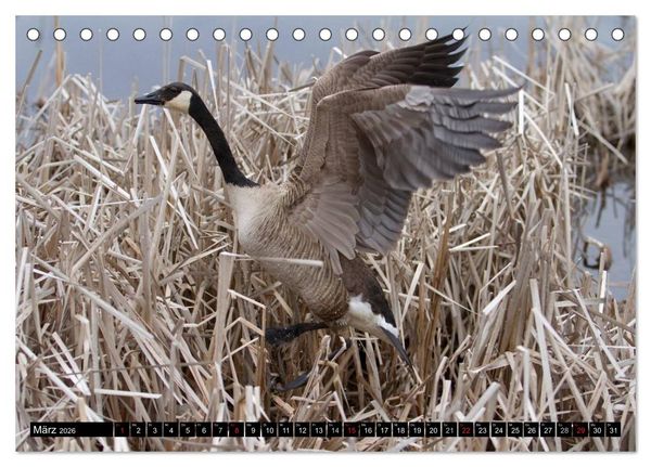 Produktbild: KANADA-GANS - Der 'hupende' Vogel (Tischkalender 2026 DIN A5 quer), CALVENDO Monatskalender