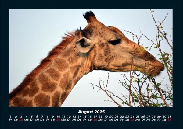 Produktbild: Giraffen 2025 Fotokalender DIN A4