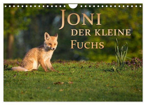 Joni, der kleine Fuchs (Wandkalender 2026 DIN A4 quer), CALVENDO Monatskalender