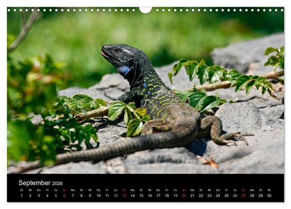 Produktbild: Reptilienkalender 2026 (Wandkalender 2026 DIN A3 quer), CALVENDO Monatskalender