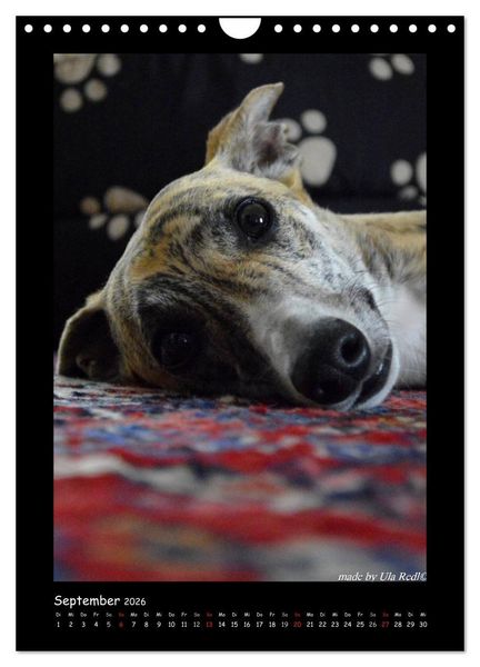 Produktbild: Ein Whippet wird erwachsen (Wandkalender 2026 DIN A4 hoch), CALVENDO Monatskalender