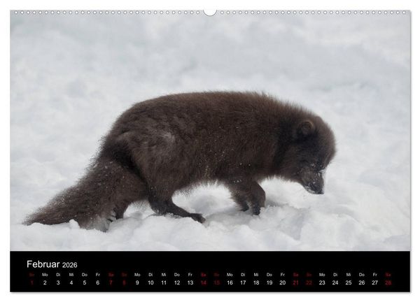 Produktbild: Polarfuchsstudien Wildlife (hochwertiger Premium Wandkalender 2026 DIN A2 quer), Kunstdruck in Hochglanz