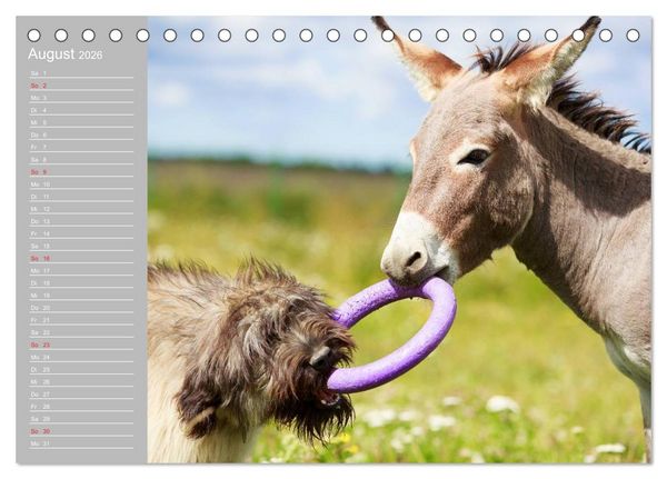 Produktbild: Kleiner Esel. Boldewyn mit seinen Freunden (Tischkalender 2026 DIN A5 quer), CALVENDO Monatskalender