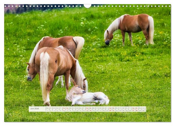 Produktbild: Haflinger im Th&uuml;ringer Wald (Wandkalender 2026 DIN A3 quer), CALVENDO Monatskalender