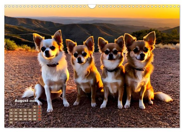 Produktbild: Chihuahua - der mutige Winzling (Wandkalender 2026 DIN A3 quer), CALVENDO Monatskalender