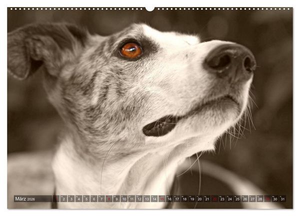 Produktbild: Galgo eye-catcher (hochwertiger Premium Wandkalender 2026 DIN A2 quer), Kunstdruck in Hochglanz