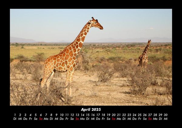 Produktbild: Giraffen 2025 Fotokalender DIN A3
