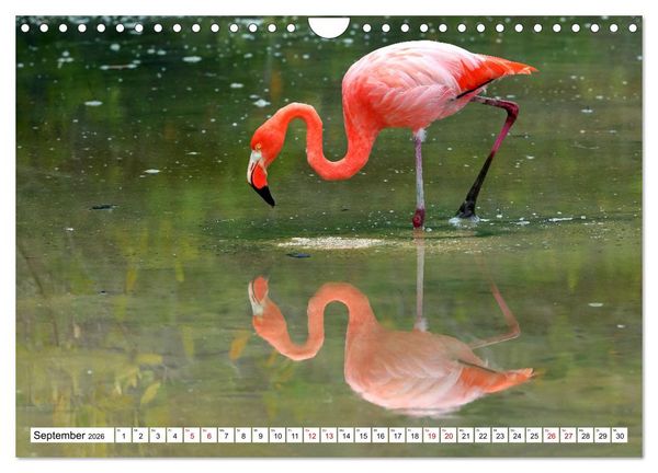 Produktbild: Gal&aacute;pagos - Die verwunschenen Inseln (Wandkalender 2026 DIN A4 quer), CALVENDO Monatskalender
