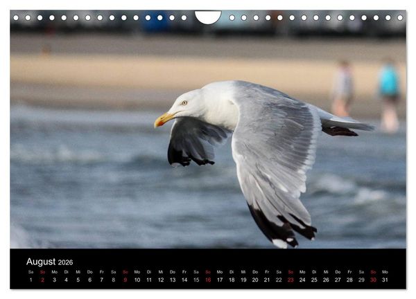 Produktbild: Spontane Fotografie - M&ouml;wen (Wandkalender 2026 DIN A4 quer), CALVENDO Monatskalender