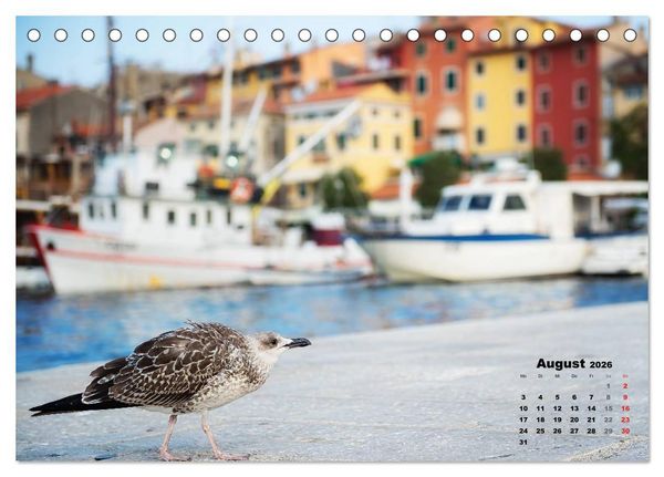 Produktbild: Wie ein Vogel in Rovinj! (Tischkalender 2026 DIN A5 quer), CALVENDO Monatskalender