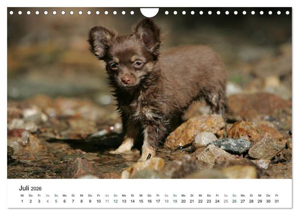 Produktbild: Chihuahuas - kleine Herzensbrecher (Wandkalender 2026 DIN A4 quer), CALVENDO Monatskalender