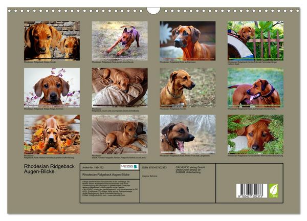 Produktbild: Rhodesian Ridgeback Augen-Blicke (Wandkalender 2026 DIN A3 quer), CALVENDO Monatskalender