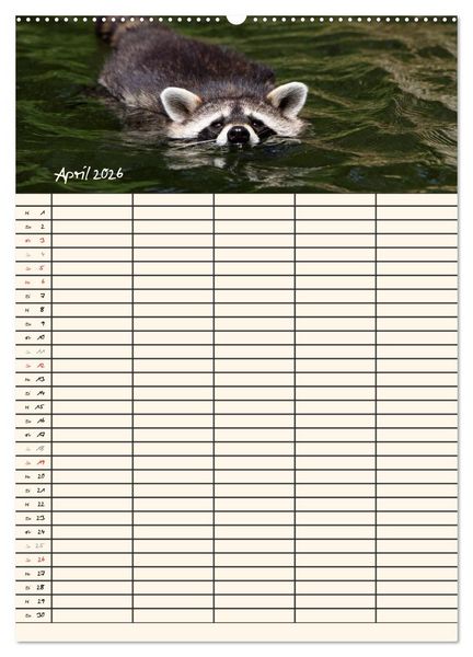 Produktbild: Waschb&auml;ren Familienplaner (Wandkalender 2026 DIN A2 hoch), CALVENDO Monatskalender