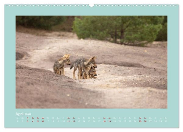 Produktbild: W&ouml;lfe, Impressionen aus der Lausitz (hochwertiger Premium Wandkalender 2026 DIN A2 quer), Kunstdruck in Hochglanz