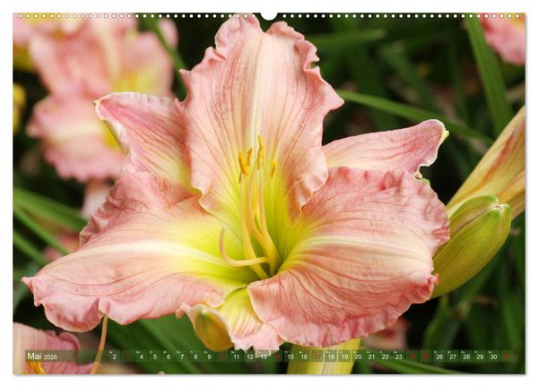 Produktbild: Taglilien im Garten (Wandkalender 2026 DIN A2 quer), CALVENDO Monatskalender