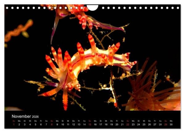 Produktbild: Faszination Makro Unterwasser (Wandkalender 2026 DIN A4 quer), CALVENDO Monatskalender