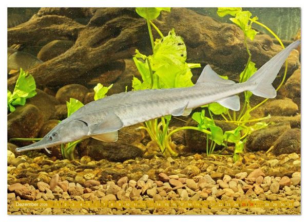 Produktbild: Heimische Fische: Karpfen, Forelle, Hecht (Wandkalender 2026 DIN A2 quer), CALVENDO Monatskalender