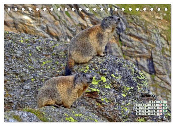 Produktbild: Big Five der Alpen G&auml;mse, Steinbock, Murmeltier, Steinadler, Bartgeier (Tischkalender 2026 DIN A5 quer), CALVENDO Monatskalender