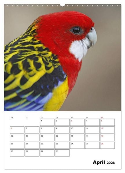 Produktbild: Papageien - Graupapagei, Rosella und Co. (hochwertiger Premium Wandkalender 2026 DIN A2 hoch), Kunstdruck in Hochglanz