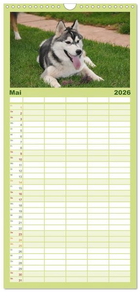 Produktbild: Familienplaner 2026 - Siberian Husky - der Urtyp mit 5 Spalten (Wandkalender, 21 x 45 cm) CALVENDO