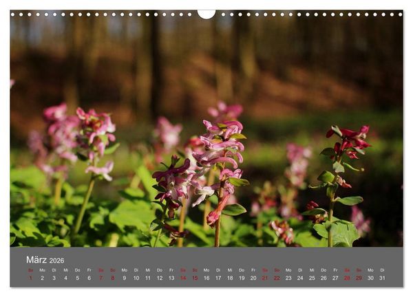 Produktbild: Wahner Heide - Aussichten und Begegnungen (Wandkalender 2026 DIN A3 quer), CALVENDO Monatskalender