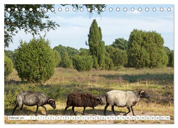 Produktbild: Die L&uuml;neburger Heide - Ausflugsziel im Norden (Tischkalender 2027 DIN A5 quer), CALVENDO Monatskalender