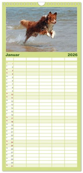 Produktbild: Familienplaner 2026 - Australian Shepherd - H&uuml;tehunde mit Familienanschluss mit 5 Spalten (Wandkalender, 21 x 45 cm) CALVENDO