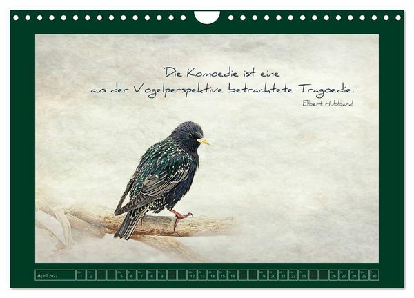 Produktbild: Stare und Weisheiten (Wandkalender 2027 DIN A4 quer), CALVENDO Monatskalender