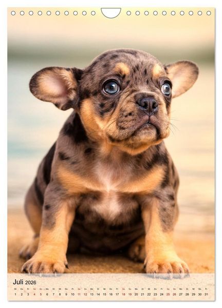 Produktbild: Frenchies Love &ndash; Kleine Schnuten ganz gro&szlig; - Franz&ouml;sische Bulldoggen Welpen unwiderstehlich s&uuml;&szlig; (Wandkalender 2026 DIN A4 hoch), CALVENDO Monatskalender