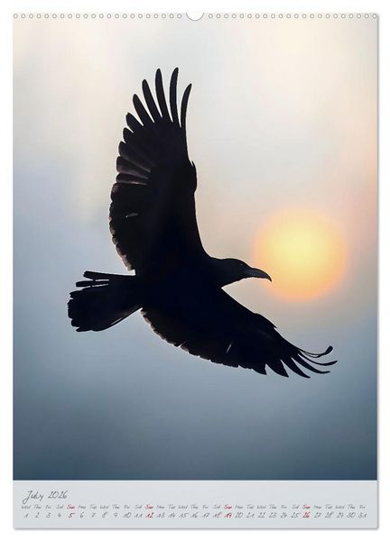 Produktbild: Nocturnal wings - A mystic raven companion for the year (Wall Calendar 2026 DIN A2 portrait), CALVENDO 12 Month Wall Calendar