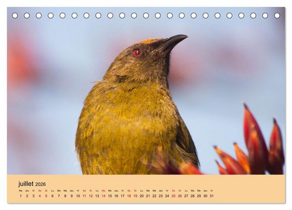 Produktbild: Oiseaux de Nouvelle-Z&eacute;lande (Calendrier de bureau 2026 DIN A5 vertical), CALVENDO calendrier mensuel