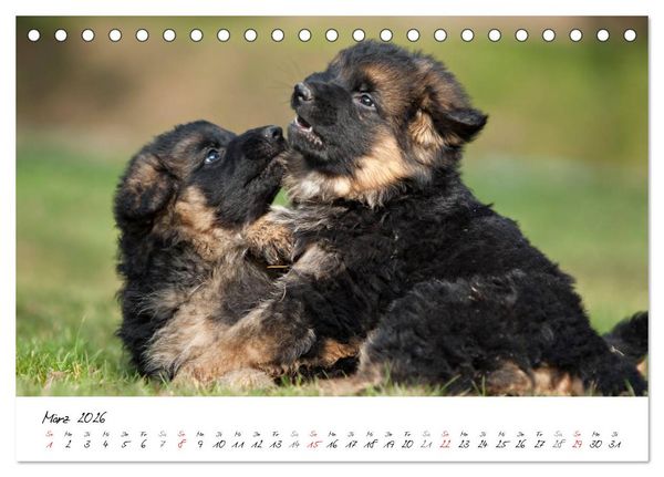 Produktbild: Deutscher Sch&auml;ferhund - Welpen / CH-Version (Tischkalender 2026 DIN A5 quer), CALVENDO Monatskalender