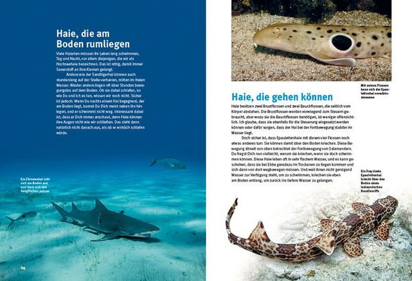 Produktbild: Entdecke die Haie