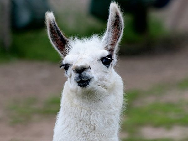 Produktbild: CALVENDO Puzzle Lama Unschult | 1000 Teile Lege-Gr&ouml;&szlig;e 64x48cm Foto-Puzzle f&uuml;r gl&uuml;ckliche Stunden