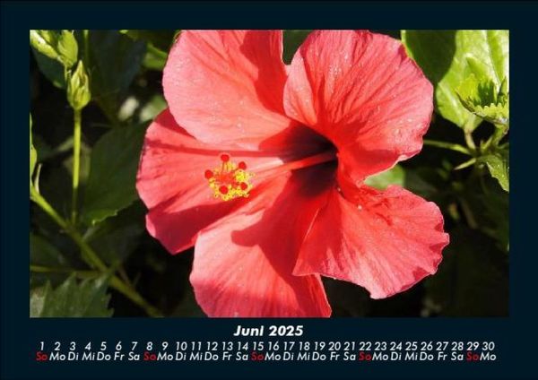 Produktbild: Rosentraum 2025 Fotokalender DIN A5