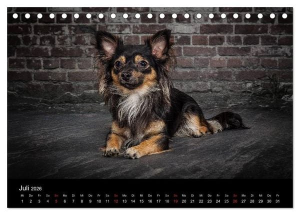 Produktbild: Urban Dogs - Hundekalender der anderen Art (Tischkalender 2026 DIN A5 quer), CALVENDO Monatskalender